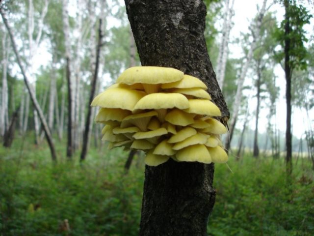 Lemon oyster mushroom (Ilmaki): how to cook for the winter, growing in the country