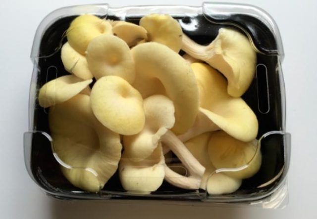 Lemon oyster mushroom (Ilmaki): how to cook for the winter, growing in the country