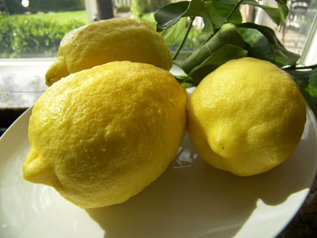 Lemon Panderose: home care