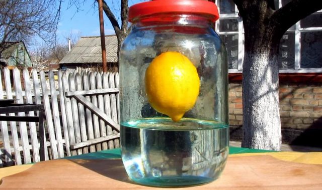 Lemon tincture: on vodka, on alcohol