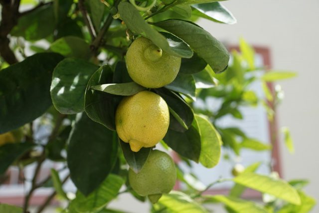 Lemon transplant: how and when to transplant at home