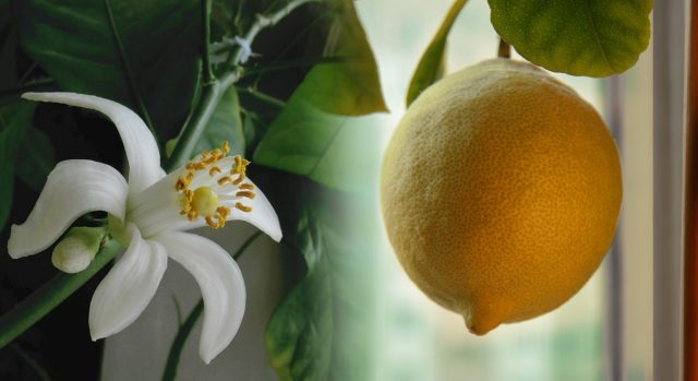 Lemon transplant: how and when to transplant at home