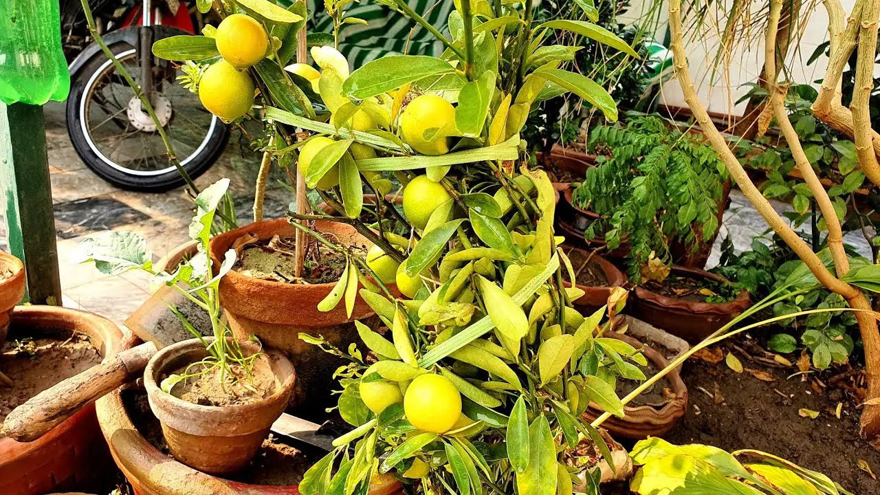 Lemon transplant: how and when to transplant at home