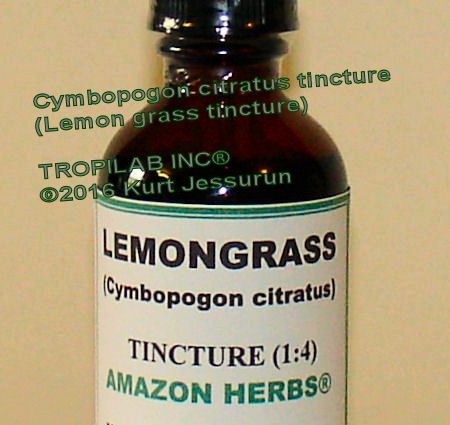 Lemongrass seed tincture: instructions for use