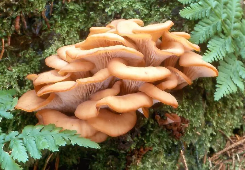 Lentinellus ear-shaped (Lentinellus cochleatus) photo and description