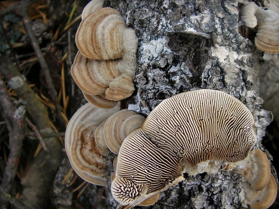 Lenzites birch (Lenzites betulina) photo and description
