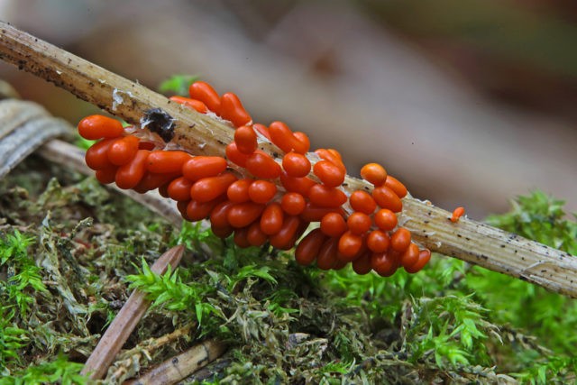 Leocarpus fragile: description and photo