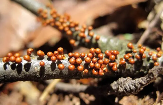 Leocarpus fragile: description and photo