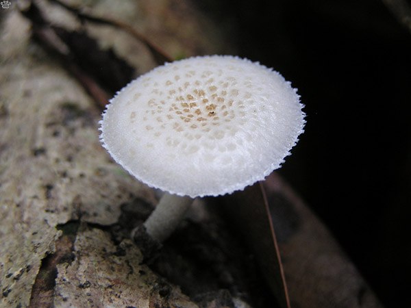 Lepiota Brebisson: description and photo