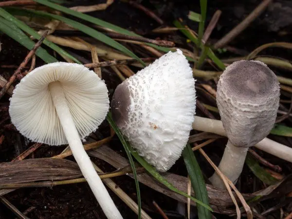 Lepiota Brebisson: description and photo