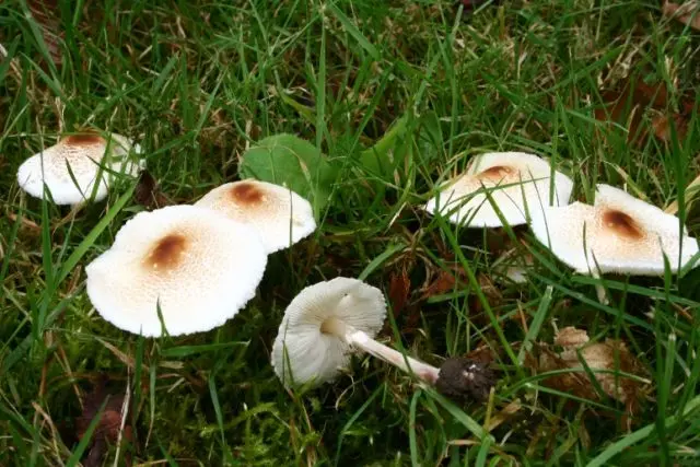 Lepiota Brebisson: description and photo