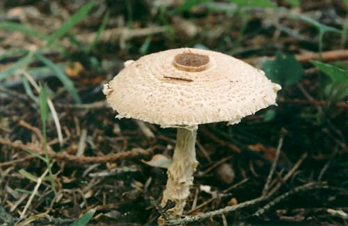 Lepiota Brebisson: description and photo