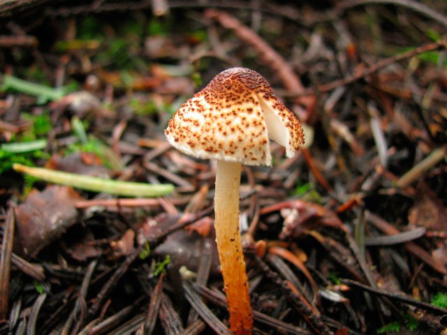 Lepiota chestnut: photo and description