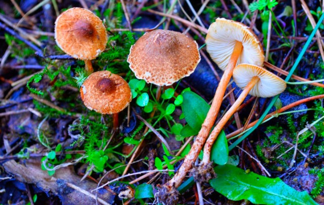 Lepiota chestnut: photo and description