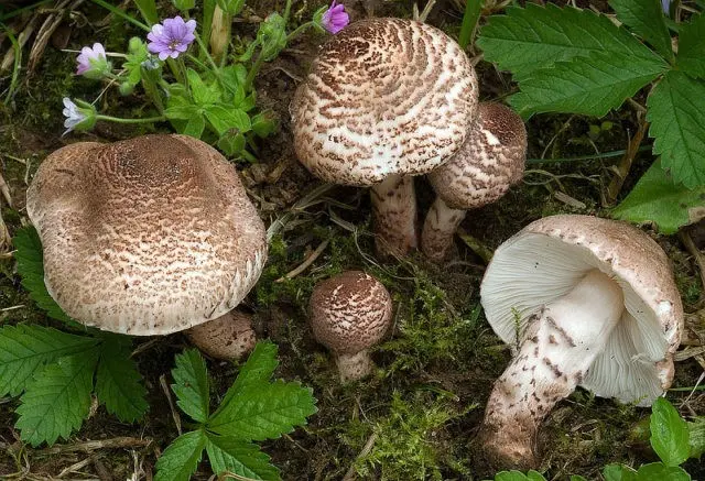 Lepiota chestnut: photo and description