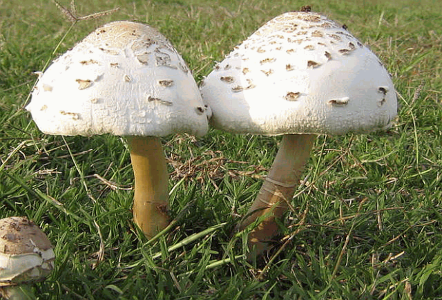 Lepiota Morgana (Morgans Umbrella): description and photo