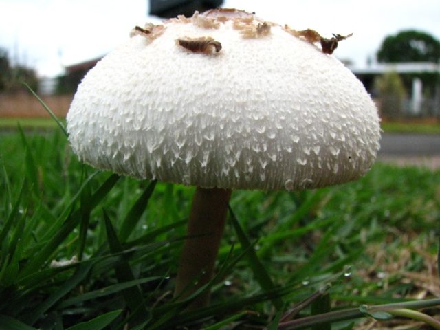 Lepiota Morgana (Morgans Umbrella): description and photo