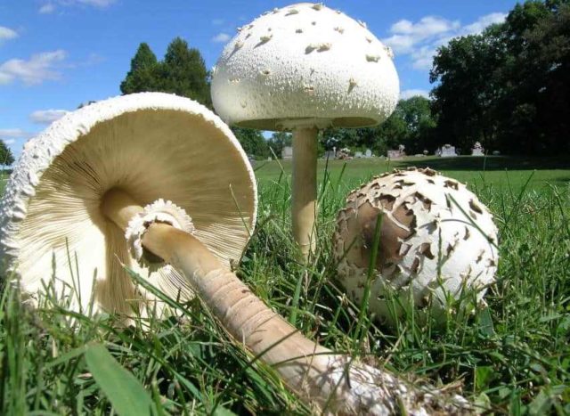 Lepiota Morgana (Morgans Umbrella): description and photo