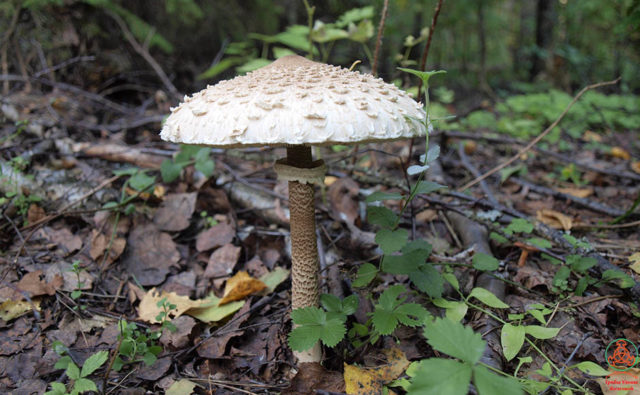 Lepiota Morgana (Morgans Umbrella): description and photo