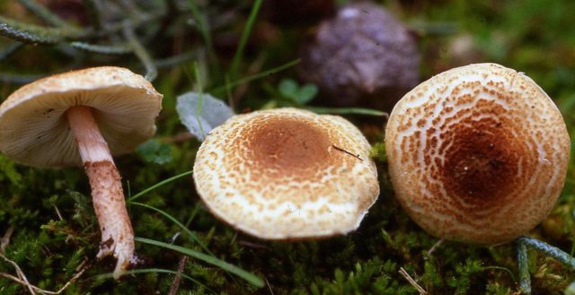 Lepiota poisonous mushroom: description and photo