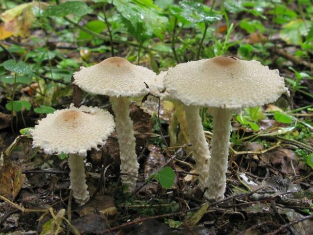 Lepiota poisonous mushroom: description and photo