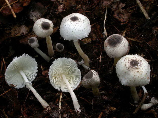 Lepiota poisonous mushroom: description and photo