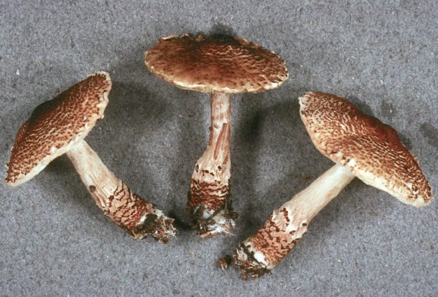 Lepiota scaly: description and photo