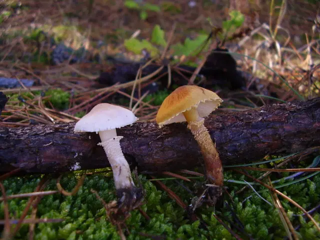 Lepiota scaly: description and photo