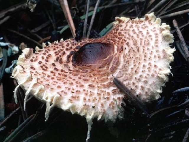 Lepiota serrate (Umbrella serrate): description and photo