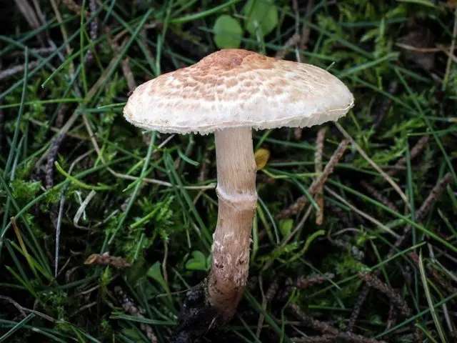 Lepiota serrate (Umbrella serrate): description and photo