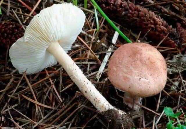 Lepiota serrate (Umbrella serrate): description and photo