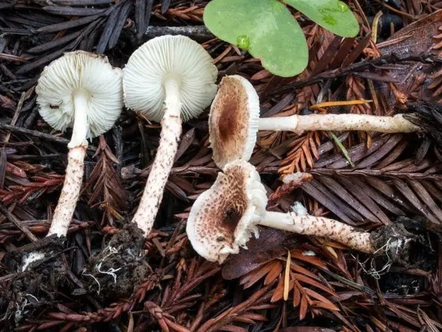 Lepiota serrate (Umbrella serrate): description and photo