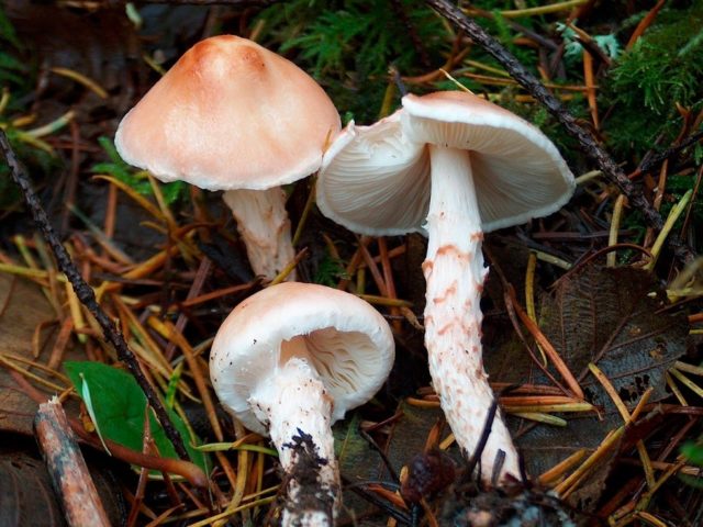 Lepiota serrate (Umbrella serrate): description and photo