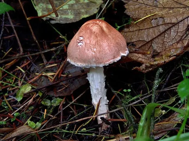 Lepiota serrate (Umbrella serrate): description and photo