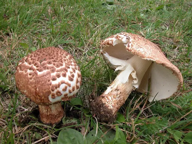 Lepiota sharp-scaled: description and photo