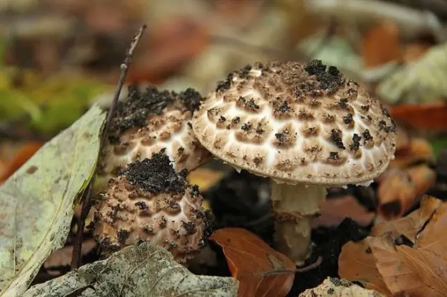 Lepiota sharp-scaled: description and photo