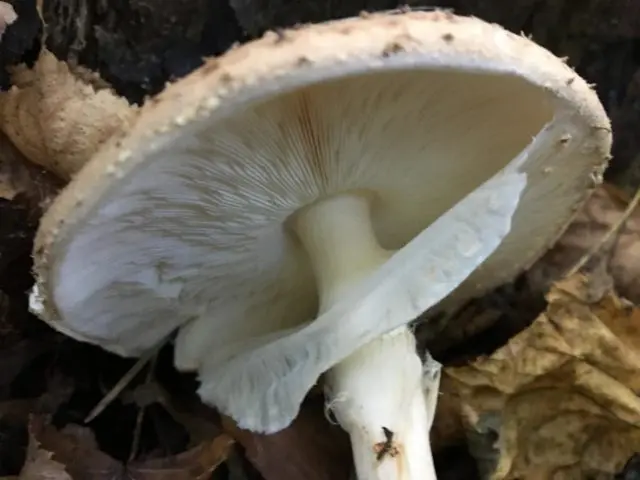 Lepiota sharp-scaled: description and photo