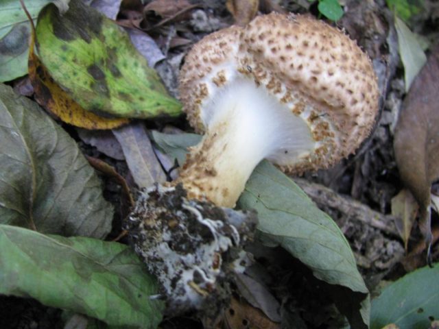 Lepiota sharp-scaled: description and photo