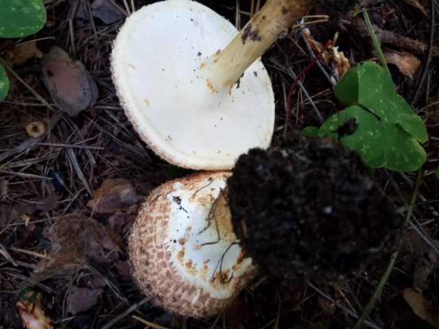 Lepiota sharp-scaled: description and photo