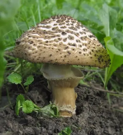 Lepiota sharp-scaled (Echinoderma asperum) photo and description