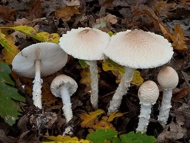 Lepiota shield: description and photo