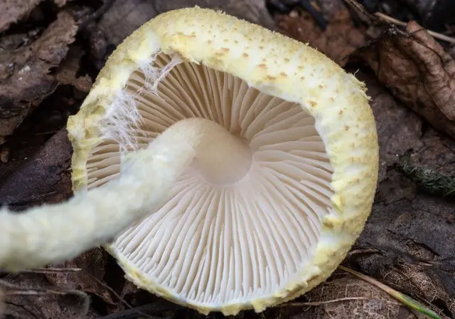 Lepiota shield: description and photo