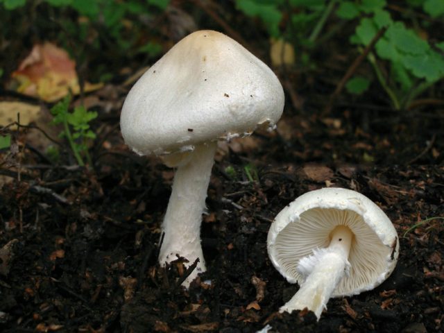 Lepiota shield: description and photo