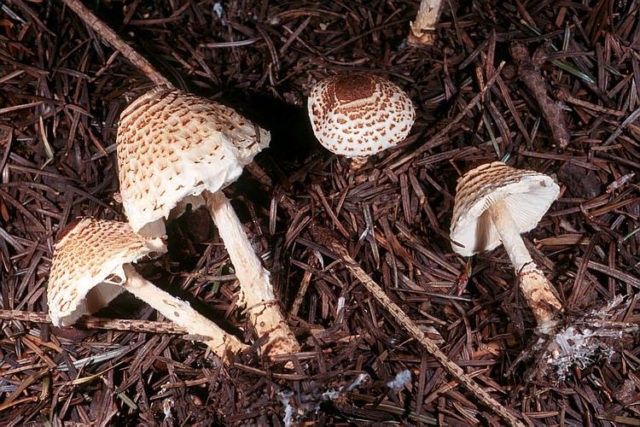 Lepiota shield: description and photo