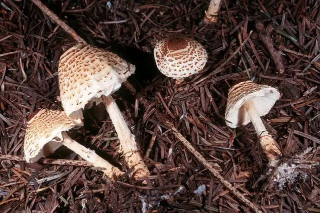 Lepiota shield: description and photo