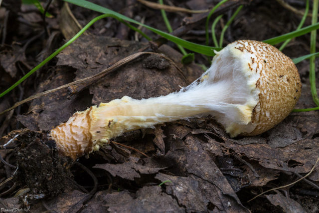 Lepiota shield: description and photo