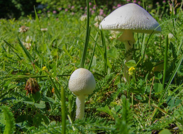 Lepiota shield: description and photo