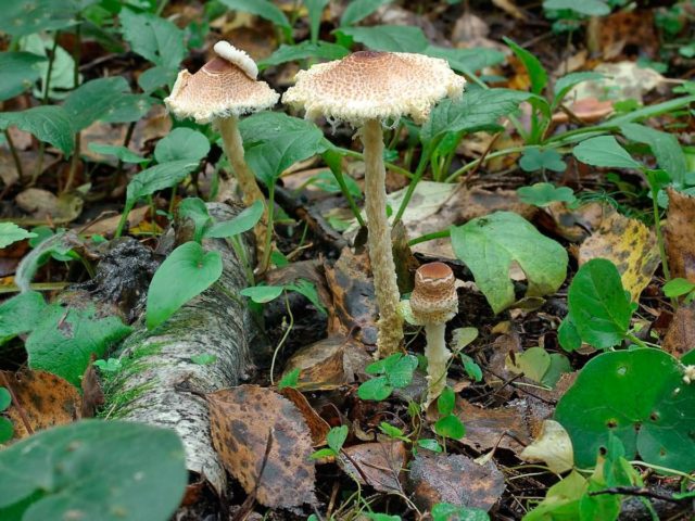 Lepiota vzdutosporovaya: description and photo