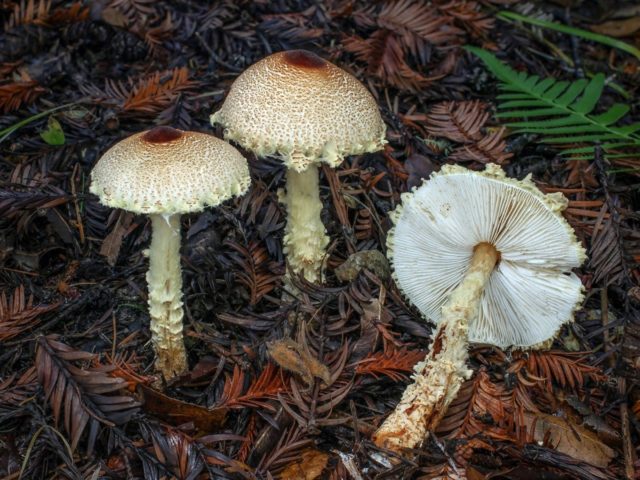 Lepiota vzdutosporovaya: description and photo