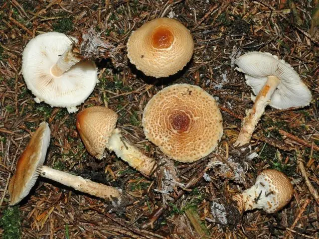 Lepiota vzdutosporovaya: description and photo